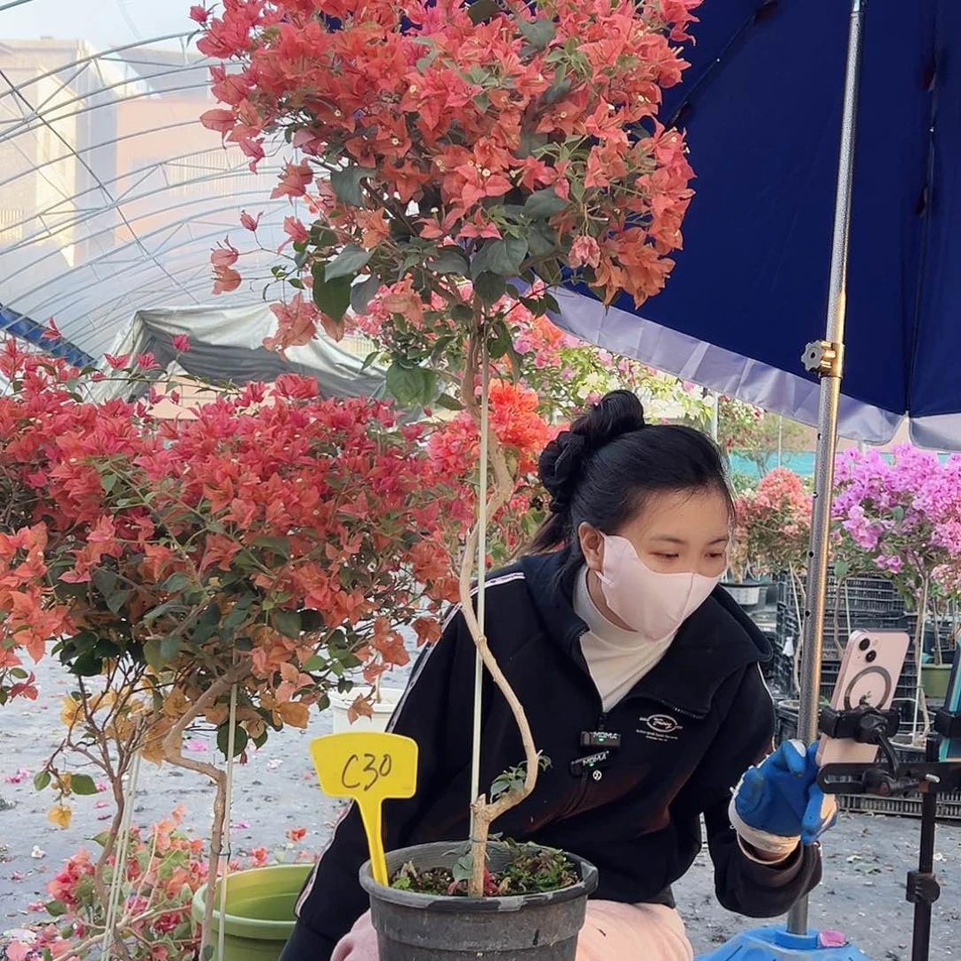 顺***水大部分花苞少量开放C30布理扎