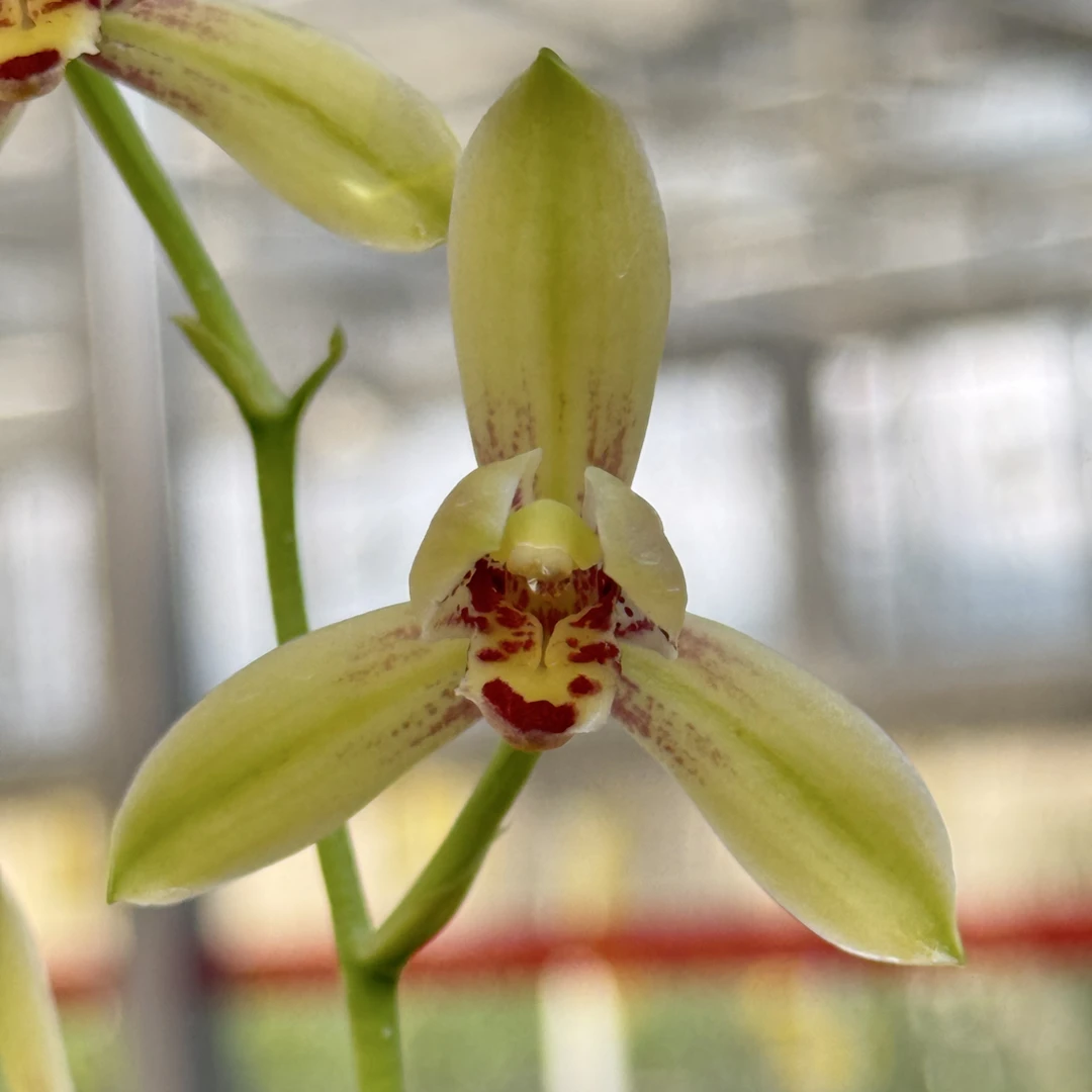 九峰仙子建兰四季兰兰花九峰山双子星花开不变形皮实好养硬料种植