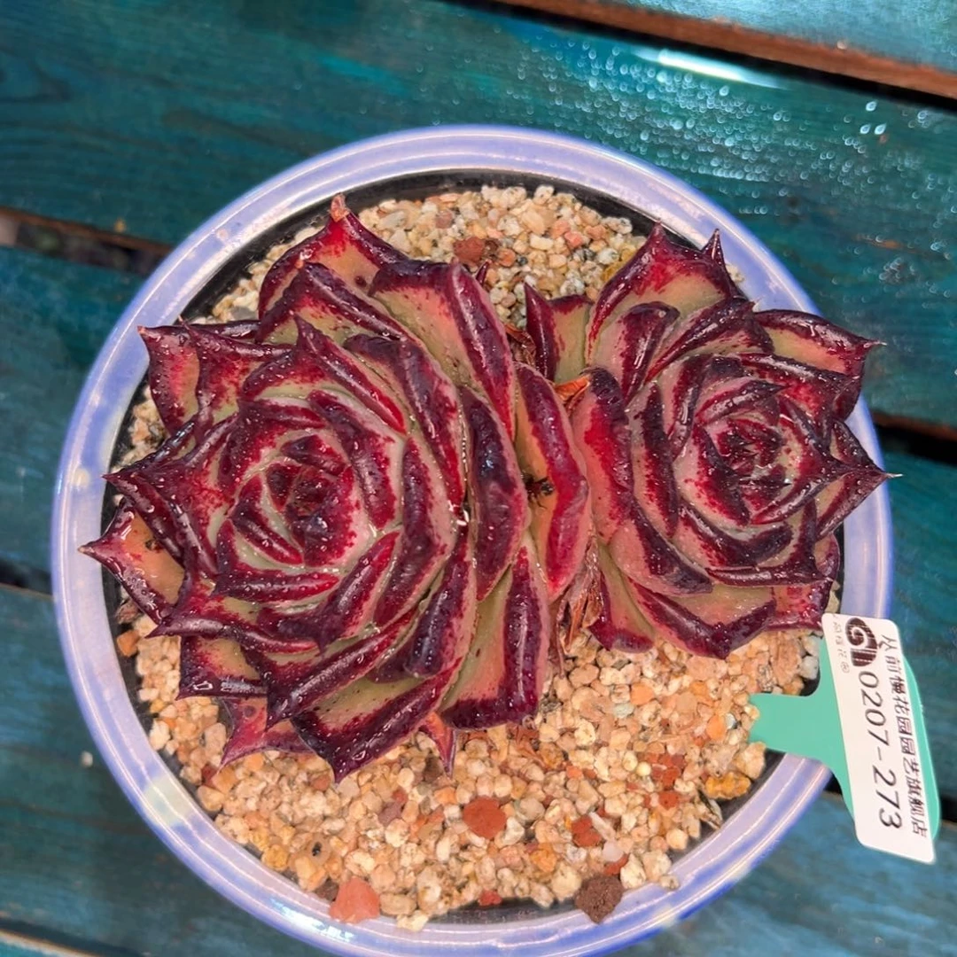 多肉一物一拍编号0207-273