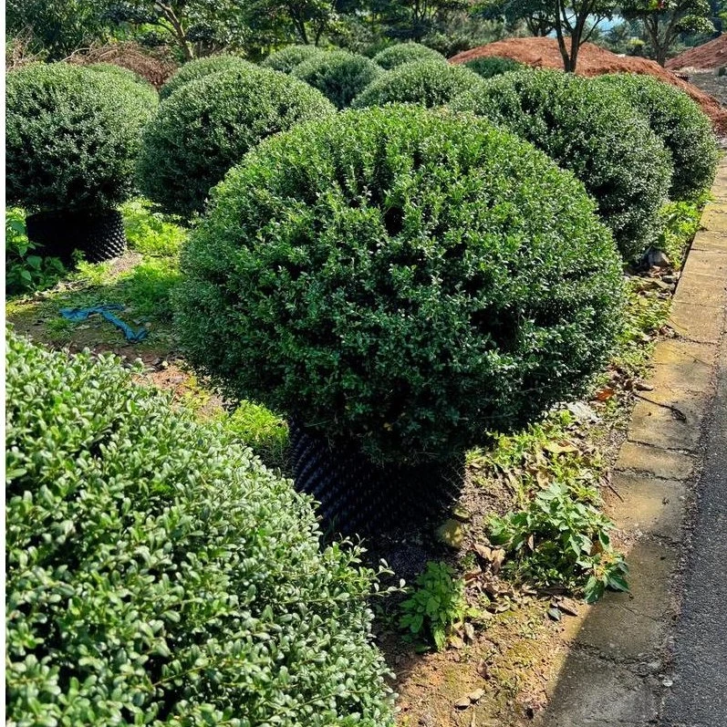 龟甲冬青球塔耐寒绿化植物适用于庭院别墅