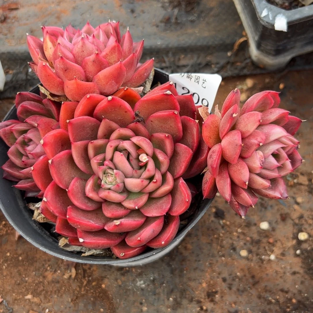 济****店1209杂交多肉基地