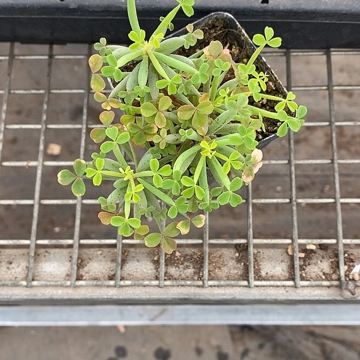 棒叶酢浆草 一物一拍