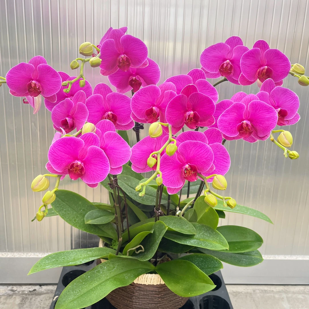 蝴蝶兰《恭喜》新手推荐 好养耐养带花 基地直发 送礼乔迁