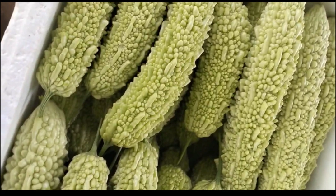 重庆垫江本地新鲜农家苦瓜