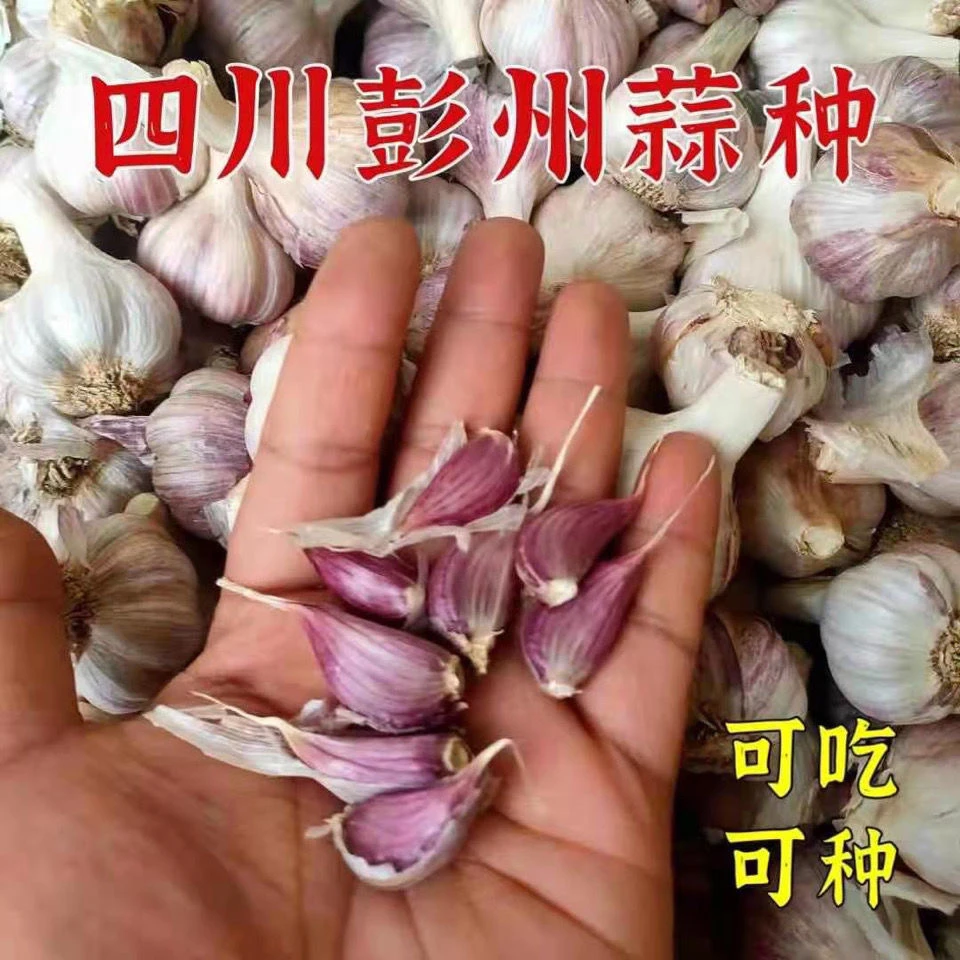 四川彭州正月早二水早红根蒜苗白帽蒜苔农家自种老品种辣抗病耐寒