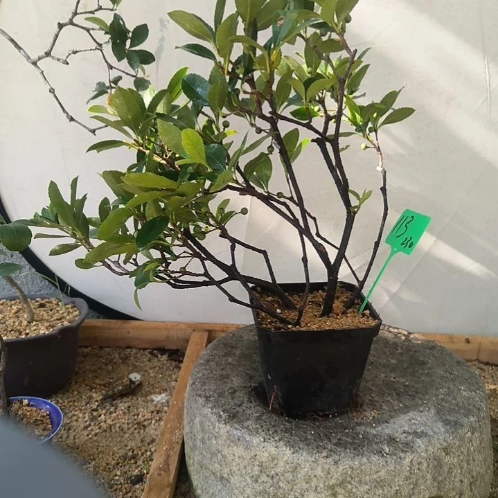 爱***人无花朵海岛春花