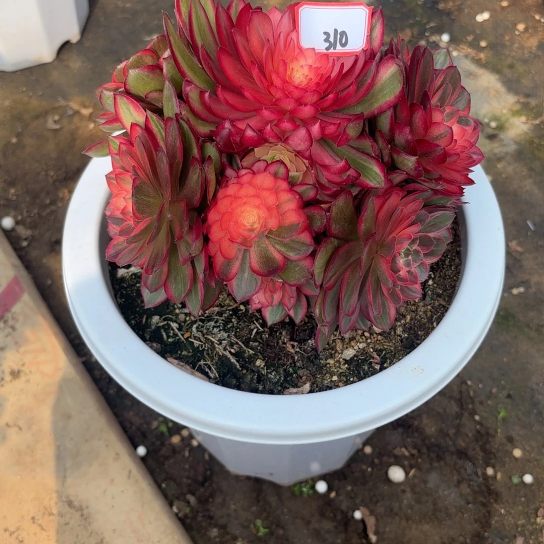 310黑膜锦多肉植物绿植