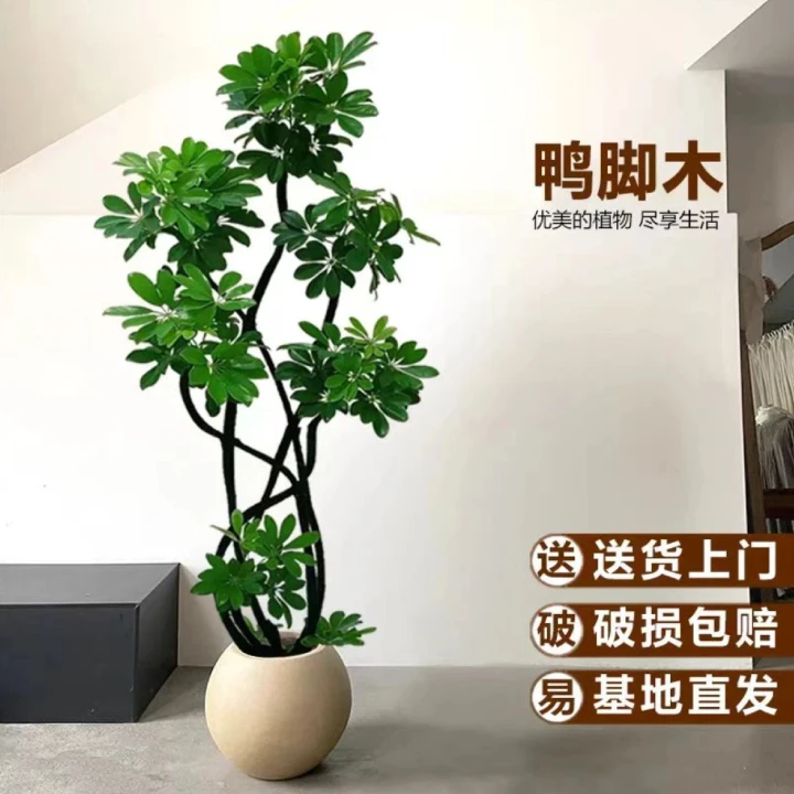 黑布造型鸭脚木客厅大盆栽室内落地大型绿植四季常青植物好养易活