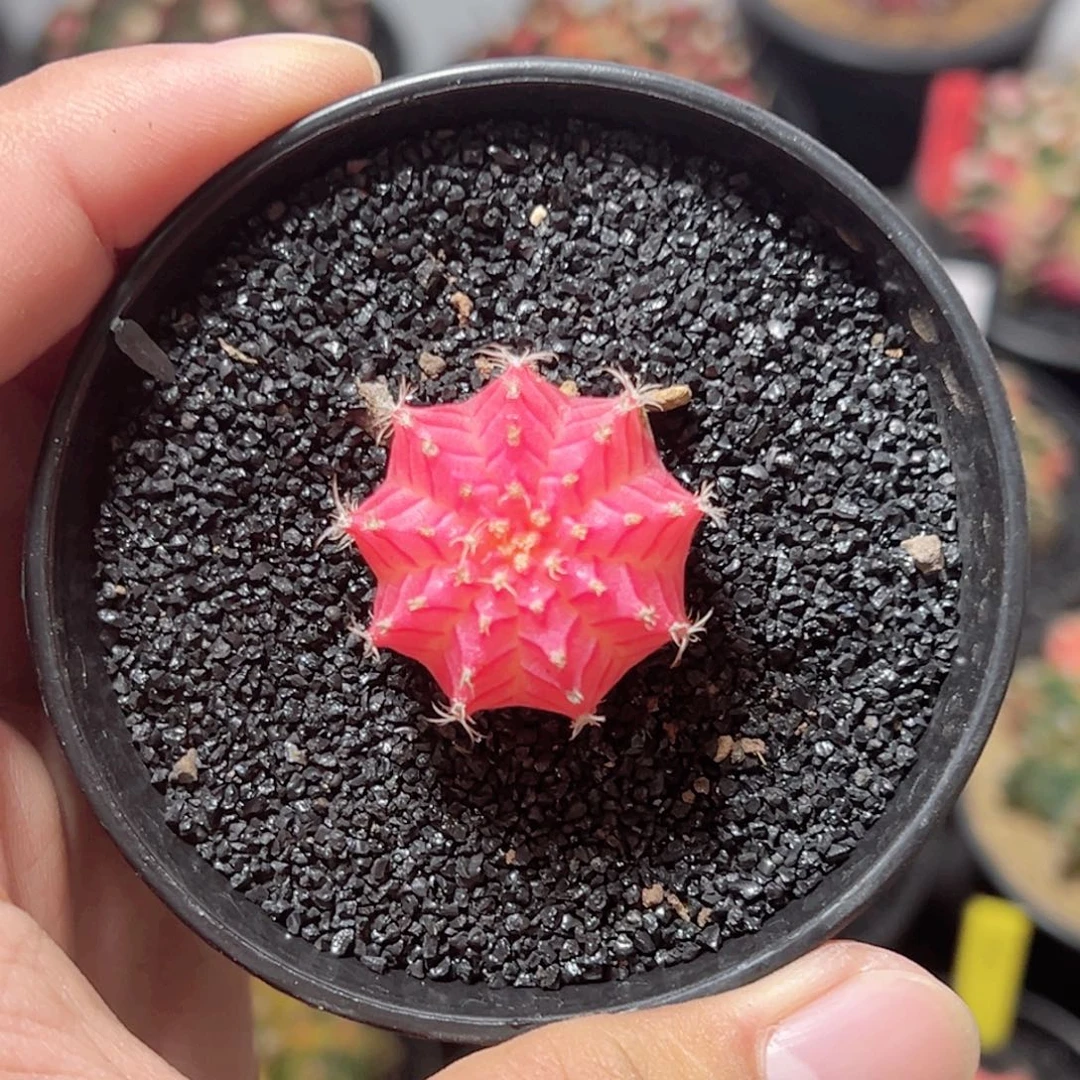 精品米哈——脱土发货