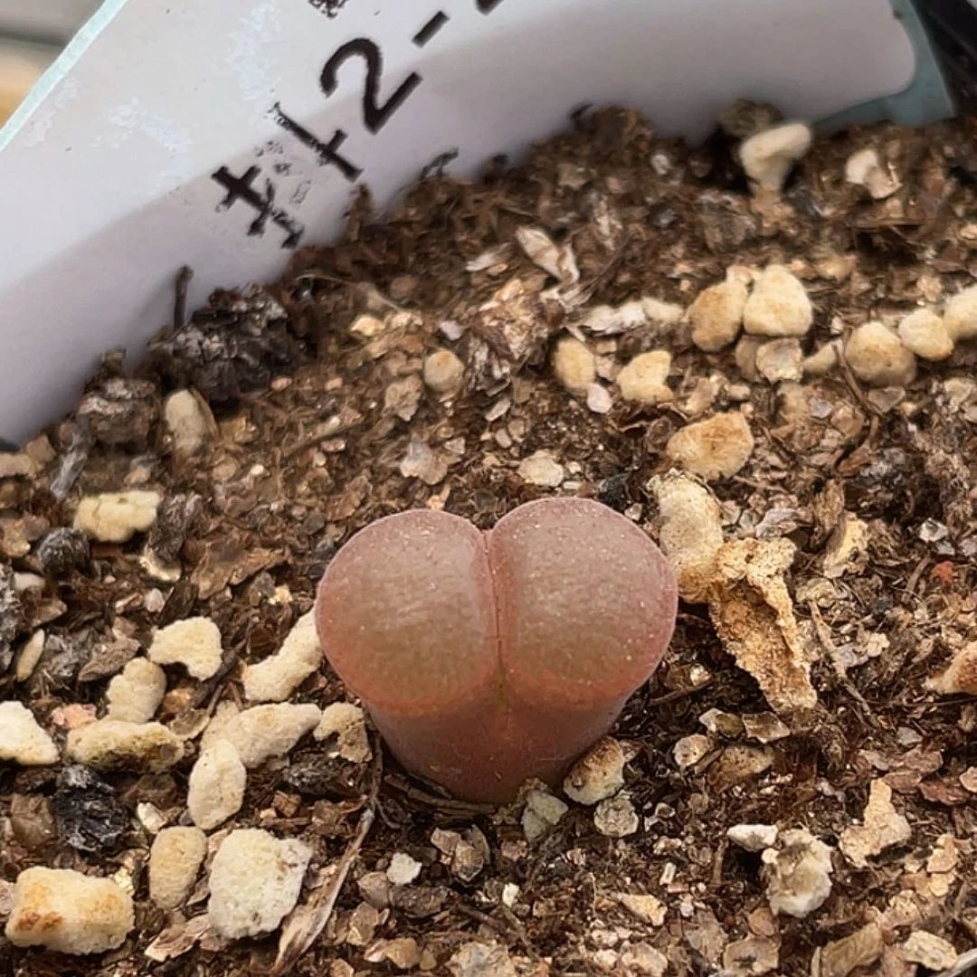 2-26红风铃多肉植物