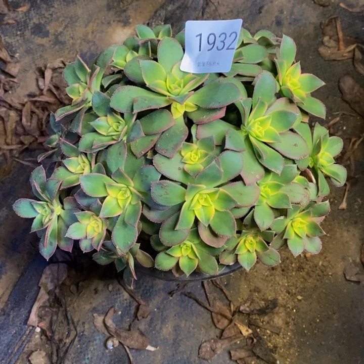 艳日辉多肉断头不包1932