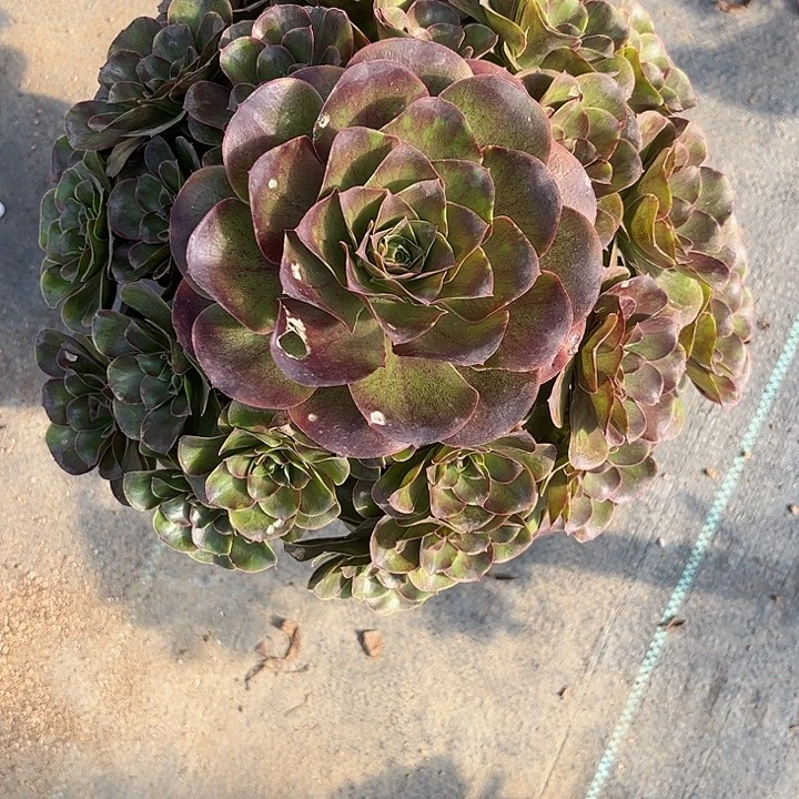 多肉植物枚金玫瑰…………