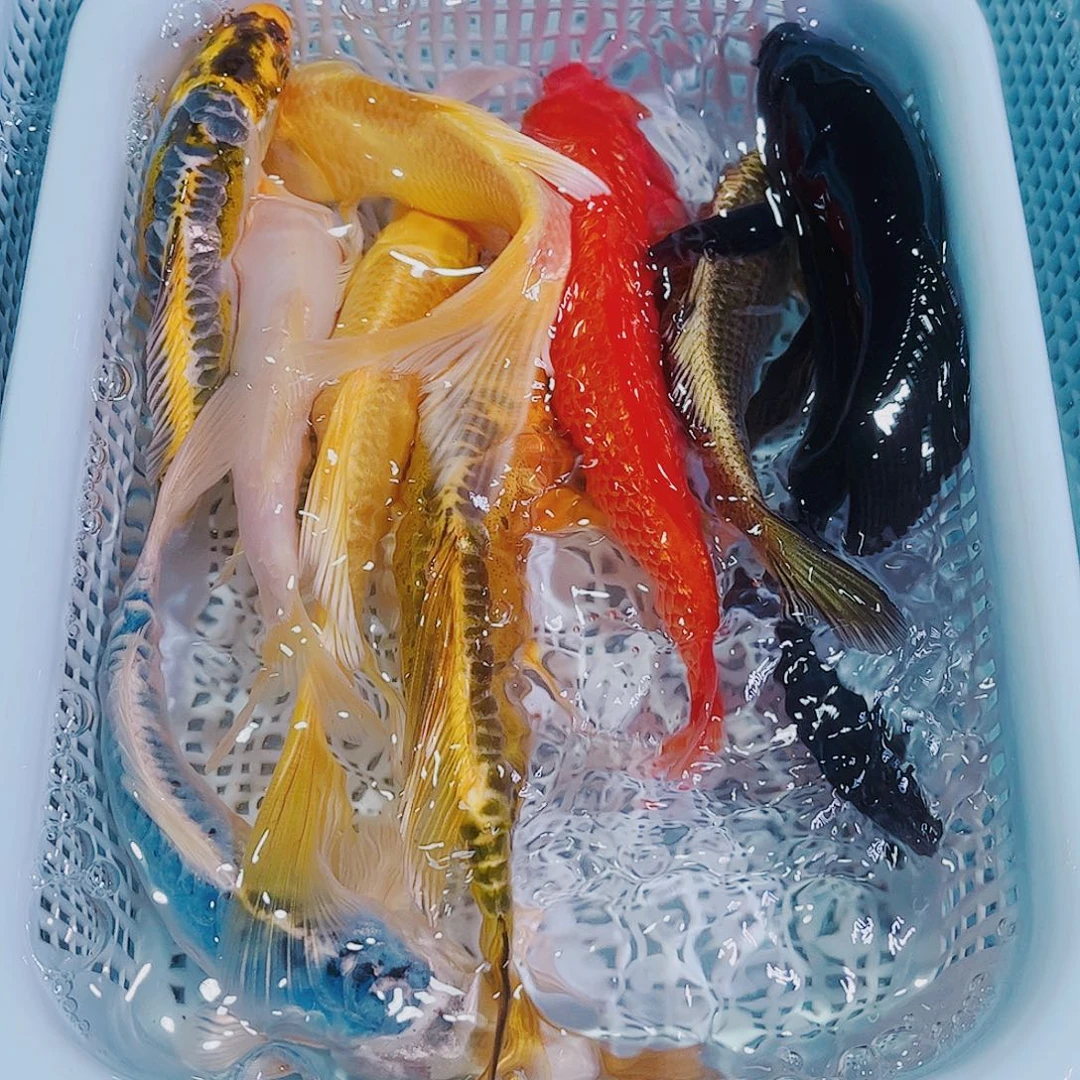 锦鲤锦鲤冷水鱼观赏106