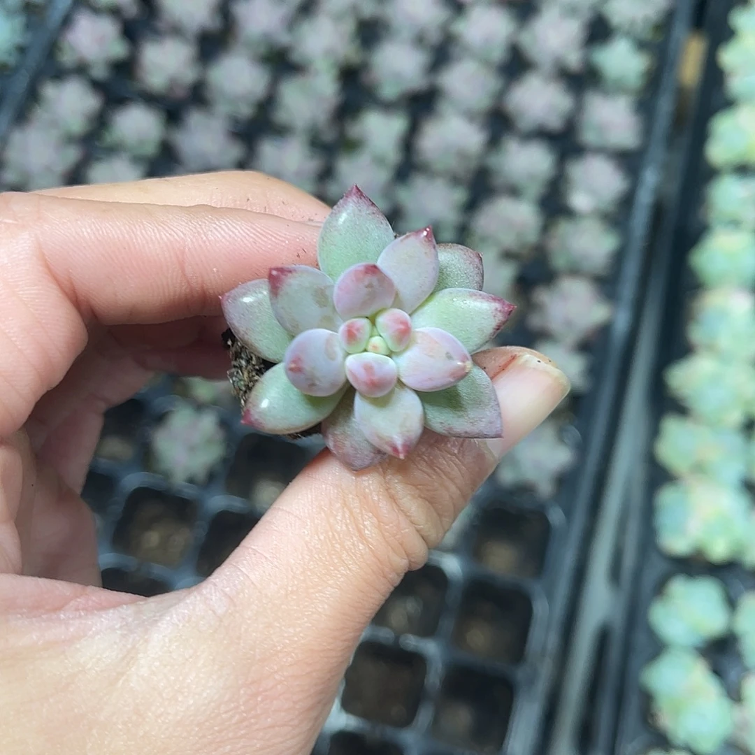 精品虞美人多肉植物