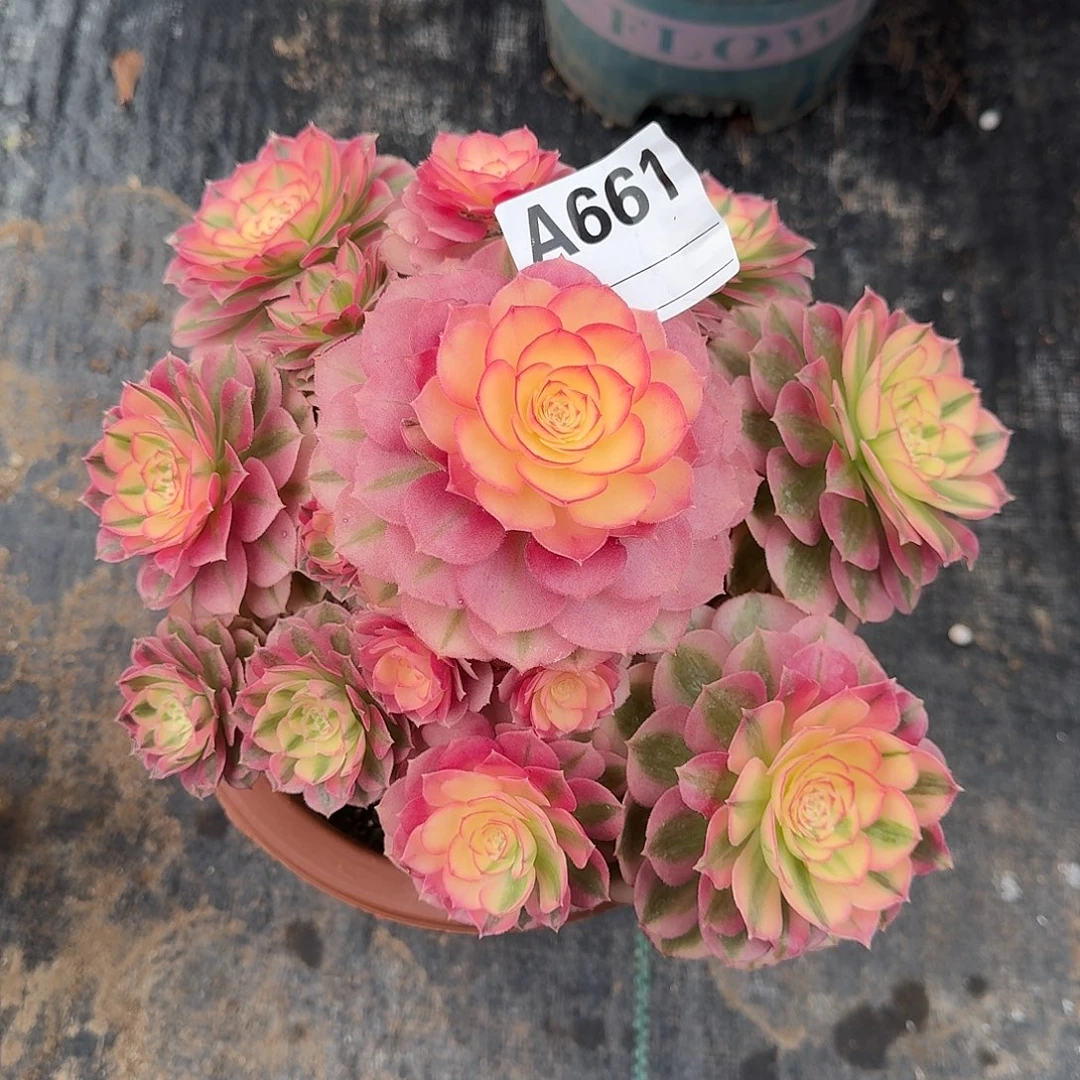 倾城多肉法师a661