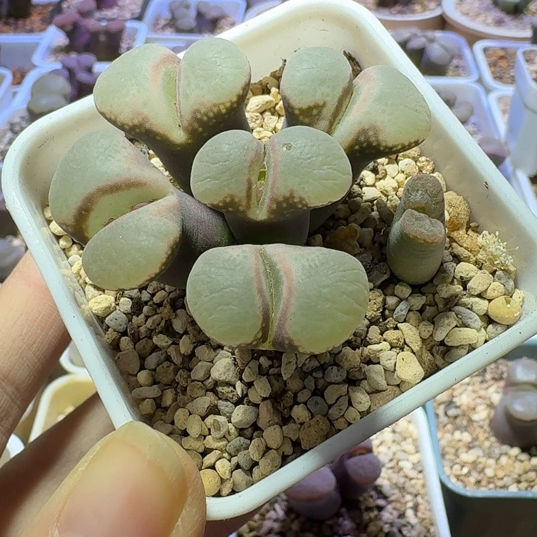 80号五头紫体白窗风铃一物一拍