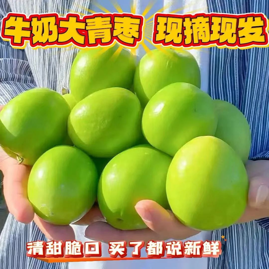 【坏果包赔】牛奶枣大青枣贵妃枣蜜枣孕妇冬枣当季3-4.5斤泡沫箱