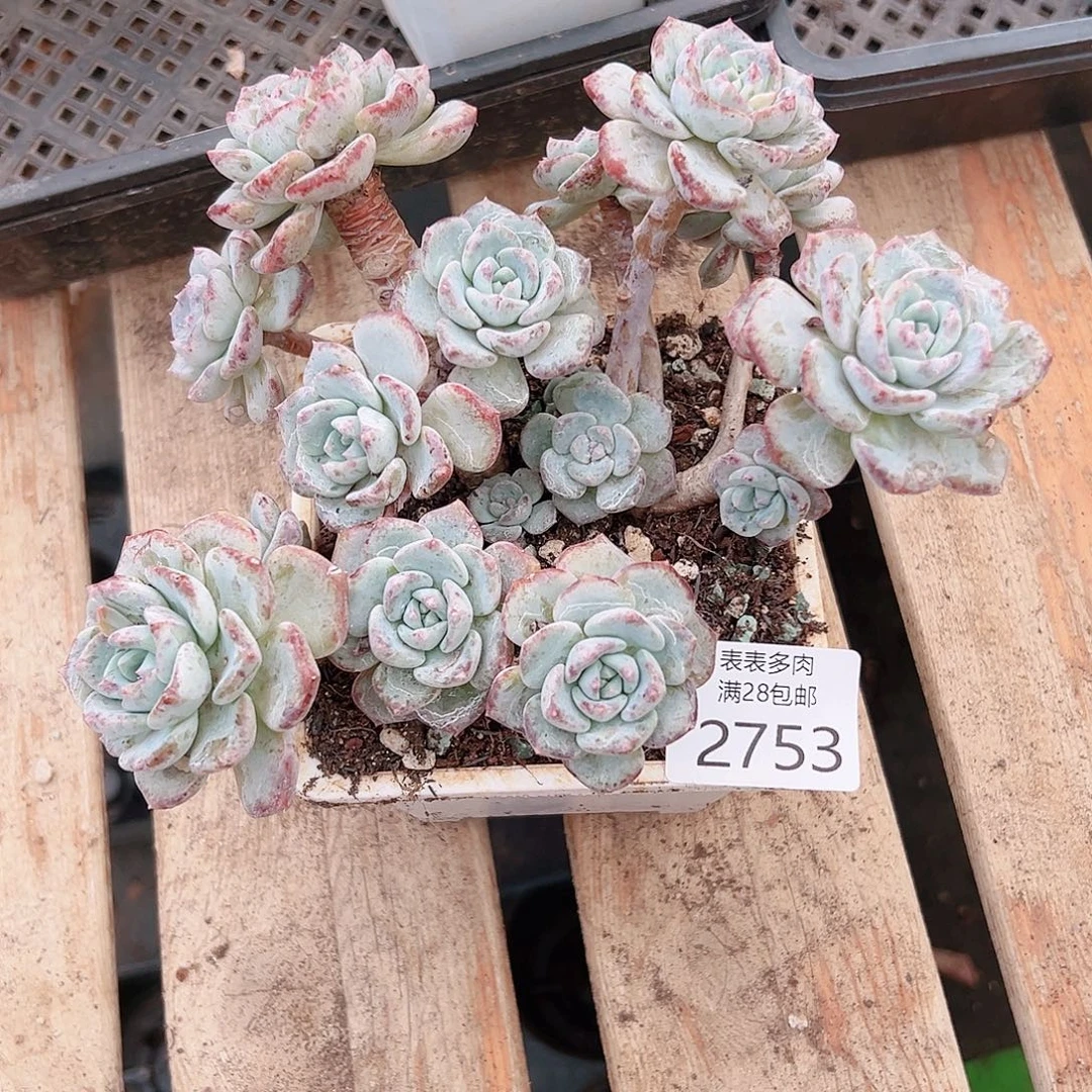 多肉一物一拍植物2753