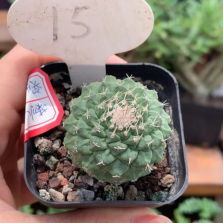 嘚*嘚15菊水实生哈哈哈哈哈