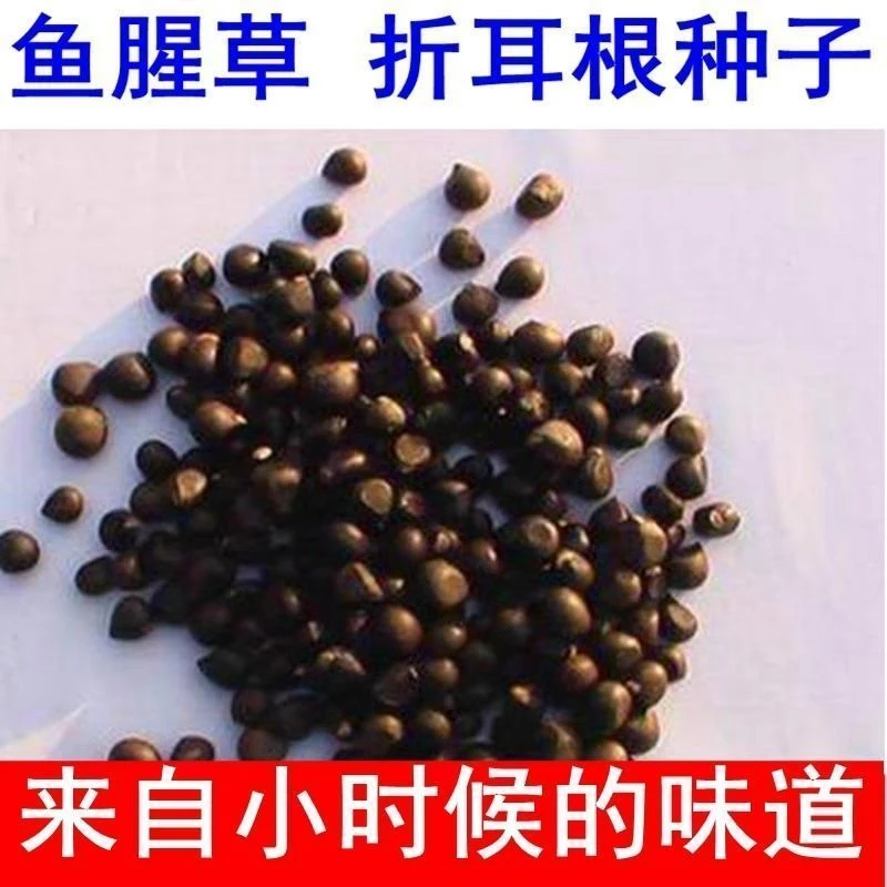鱼腥草种子种籽折耳根种子新鲜阳台盆栽四季春秋种G