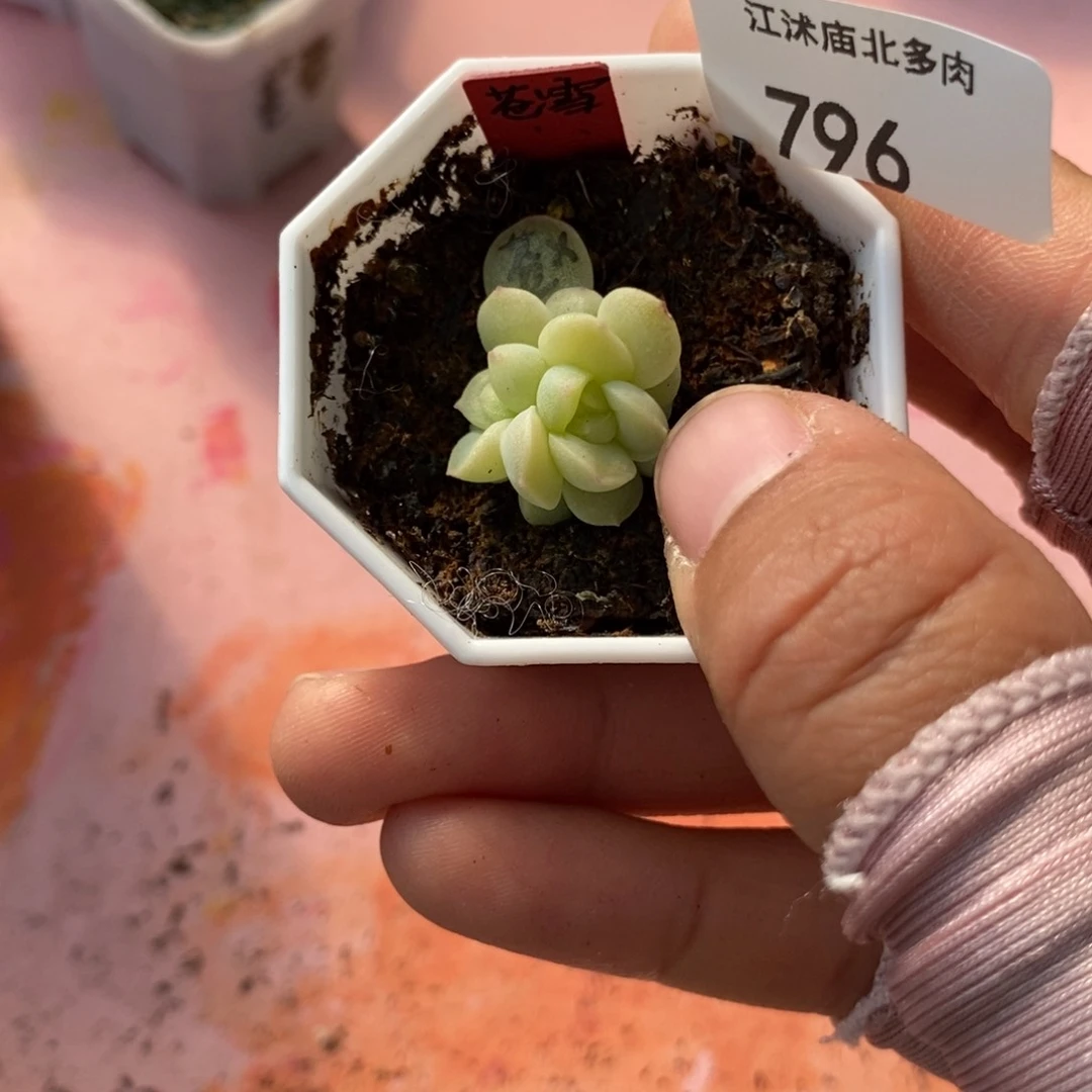 标签796苍雪一个多肉