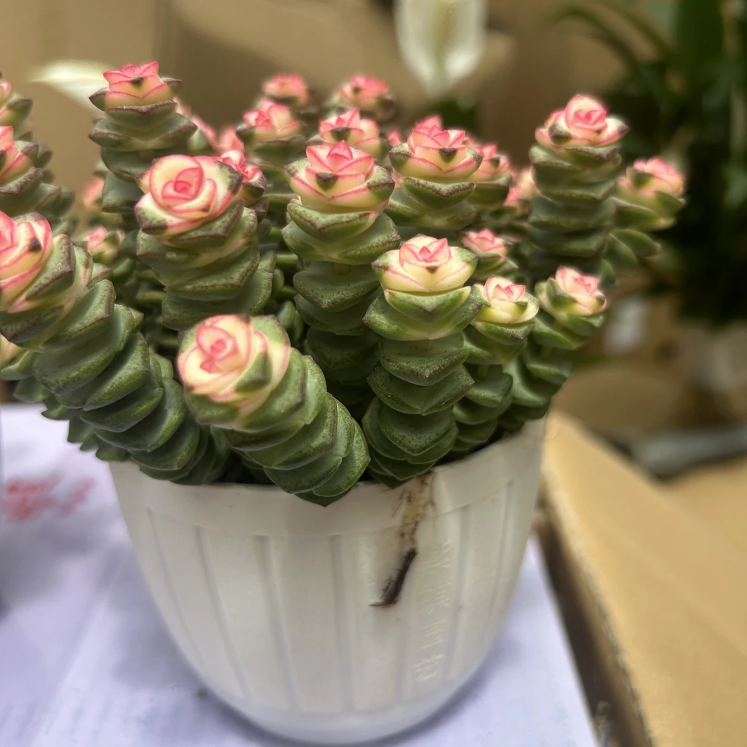 带盆高密度钱串锦室内多肉植物