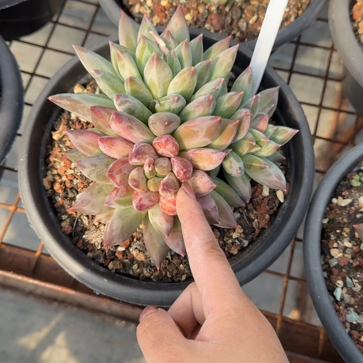 重楼群多肉植物绿植