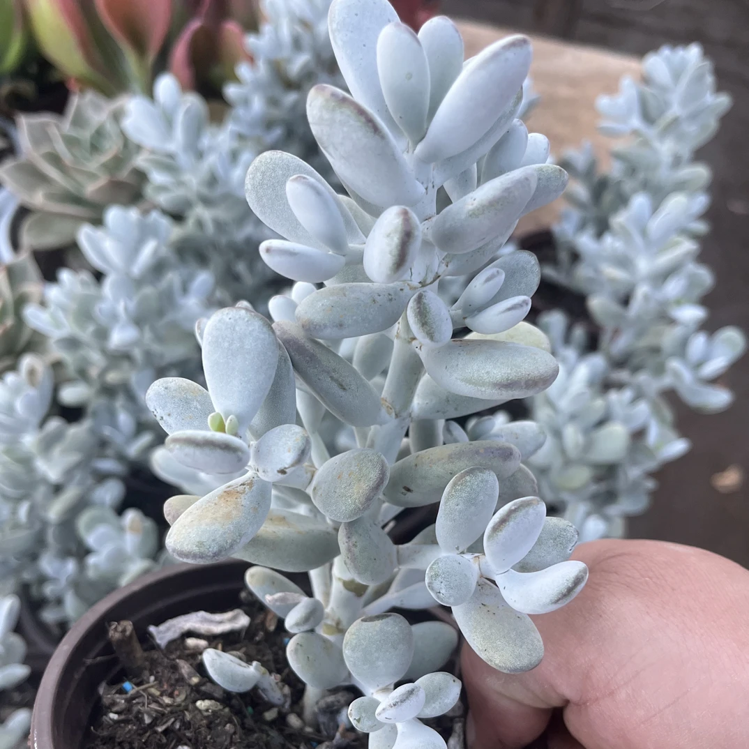【任意下单即包邮】乒乓福娘多肉植物，脱土发货
