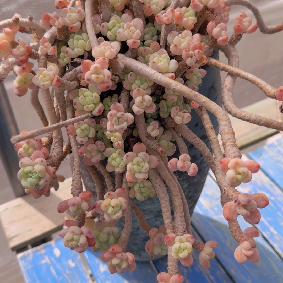 5-71樱花罗琦凡艺多肉