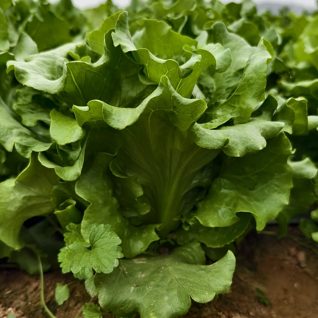 赛琳娜生菜种籽蔬菜种子蔬菜浓绿生菜种子不苦涩耐热耐纽心