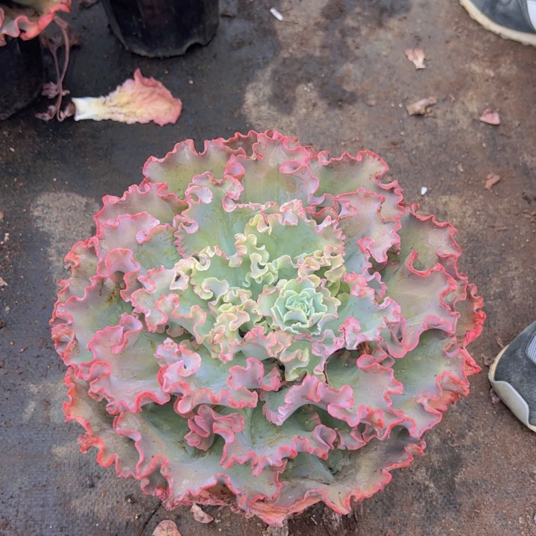 高莎之翁大单头老桩