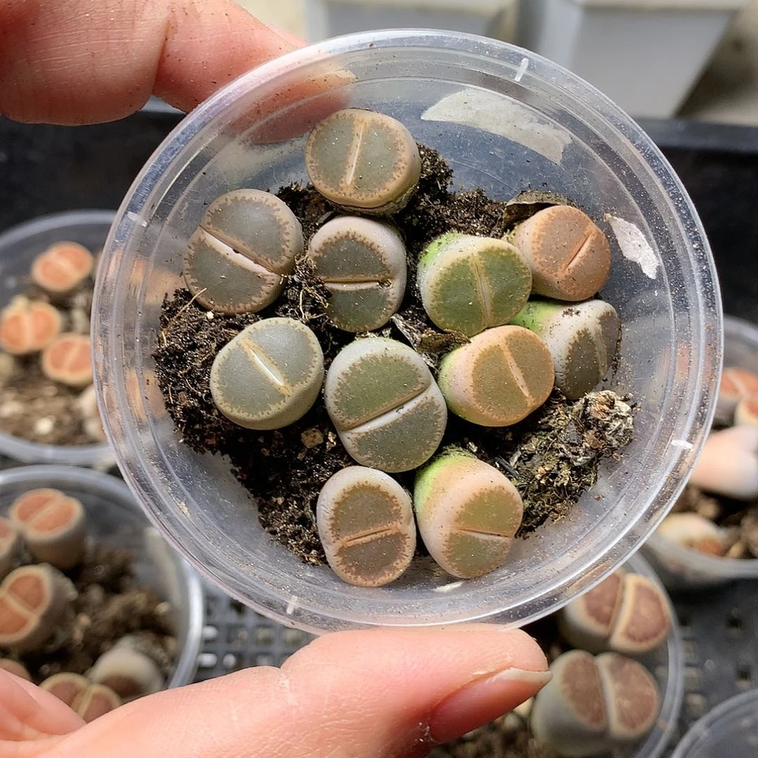 A140多肉植物保护
