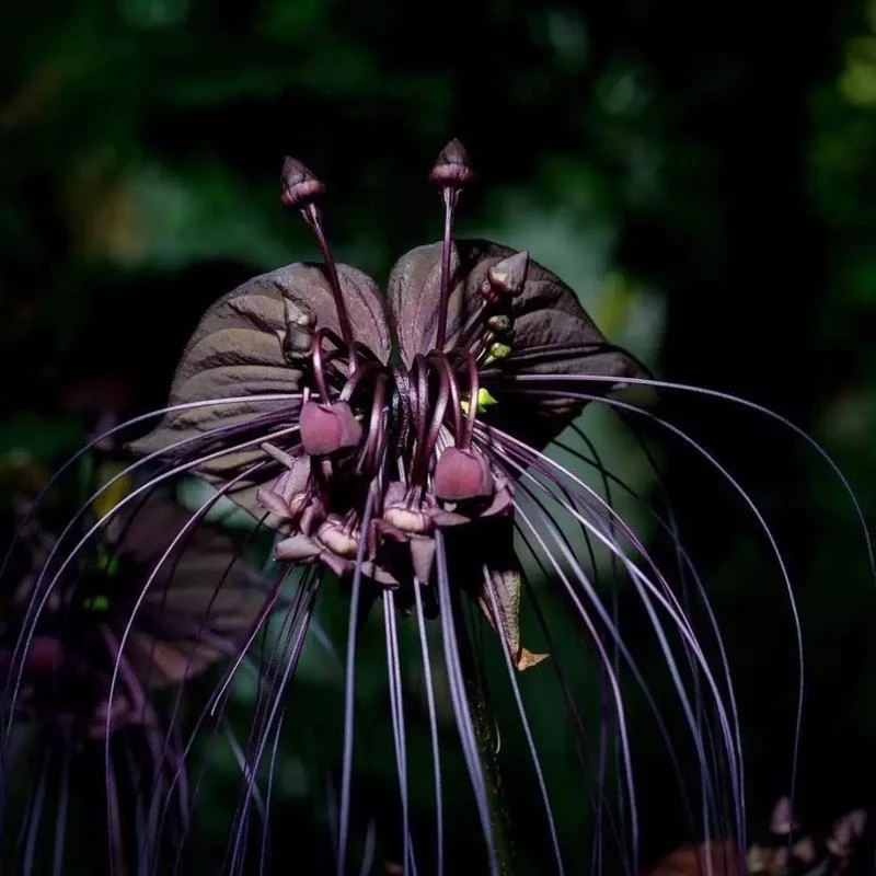 黑蝴蝶老虎须花卉绿植可室内庭院养殖裸根发货无叶