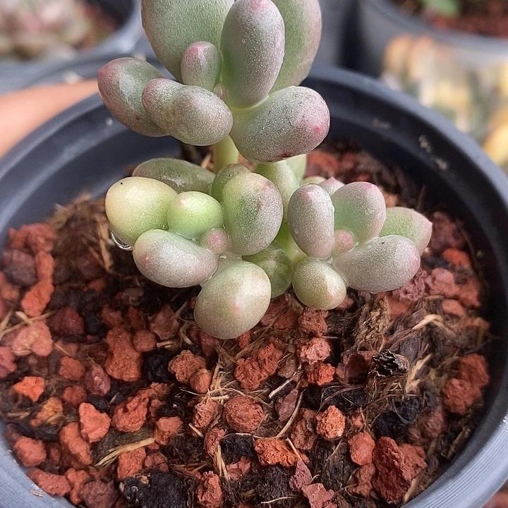 *****奶酪锦多肉植物多肉