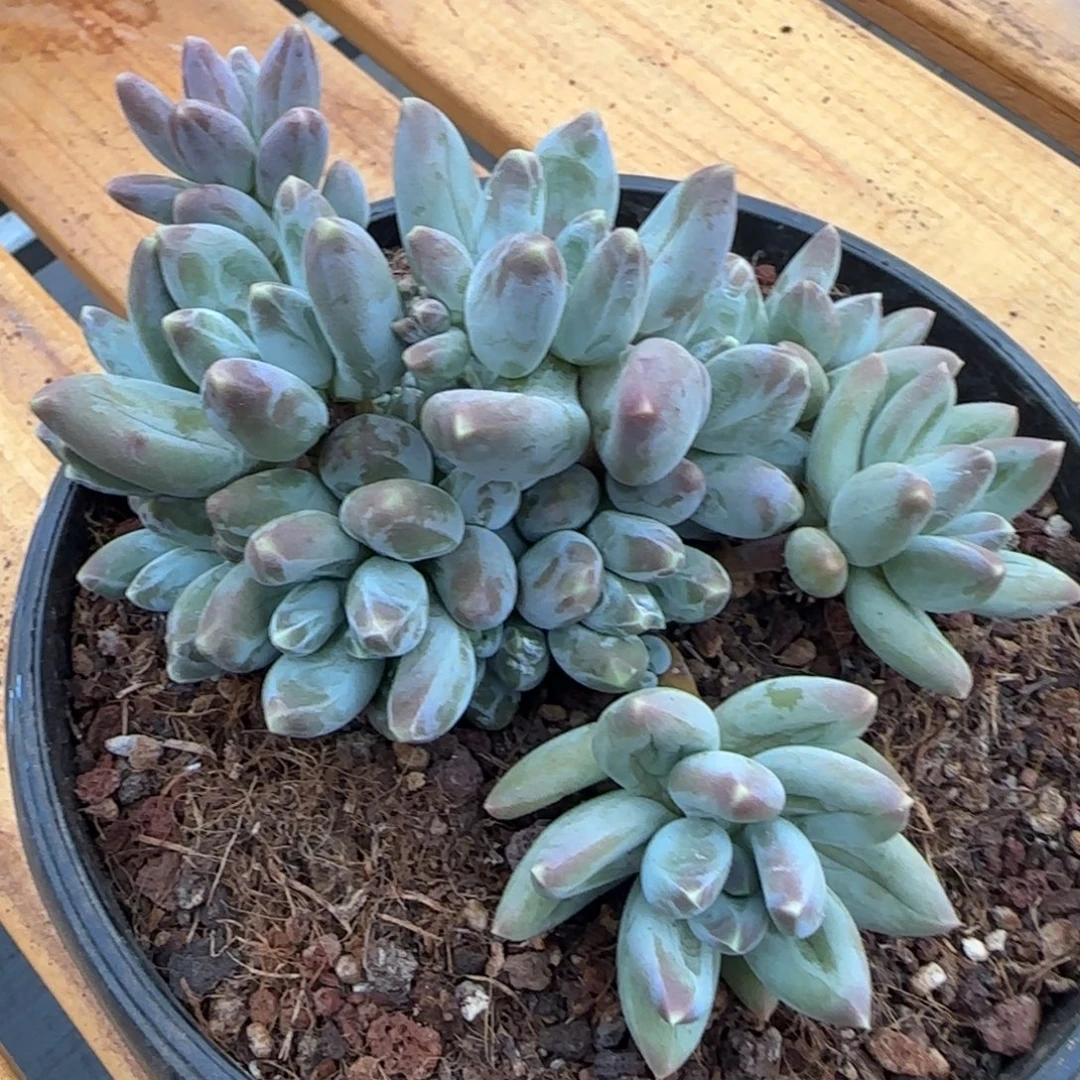 多肉植物一物一拍