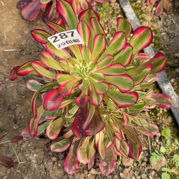 红铜白……多肉植物……