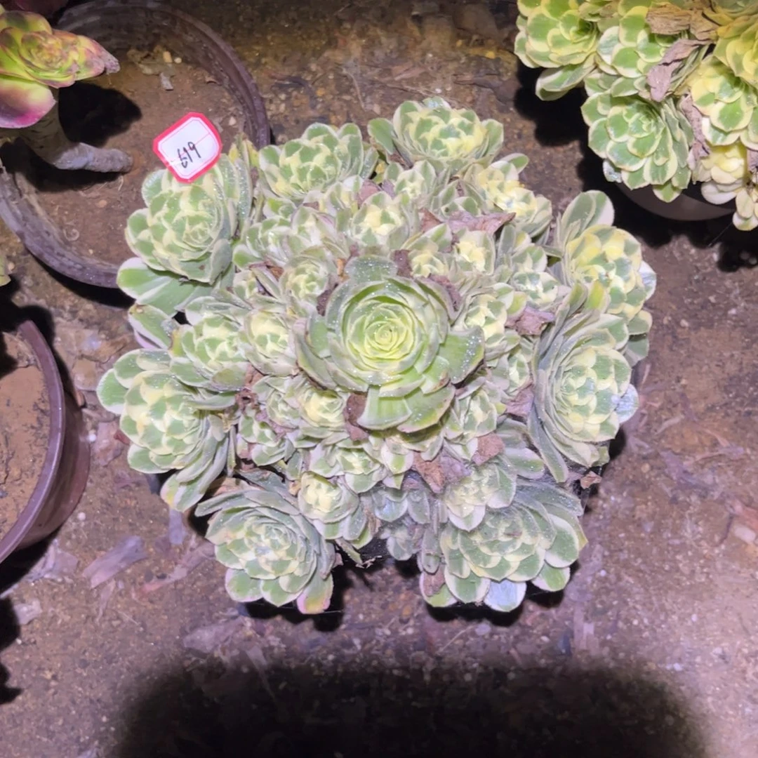 619多肉植物迈巴赫