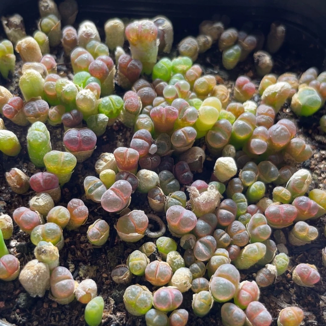 今晚大盆特价更新～38