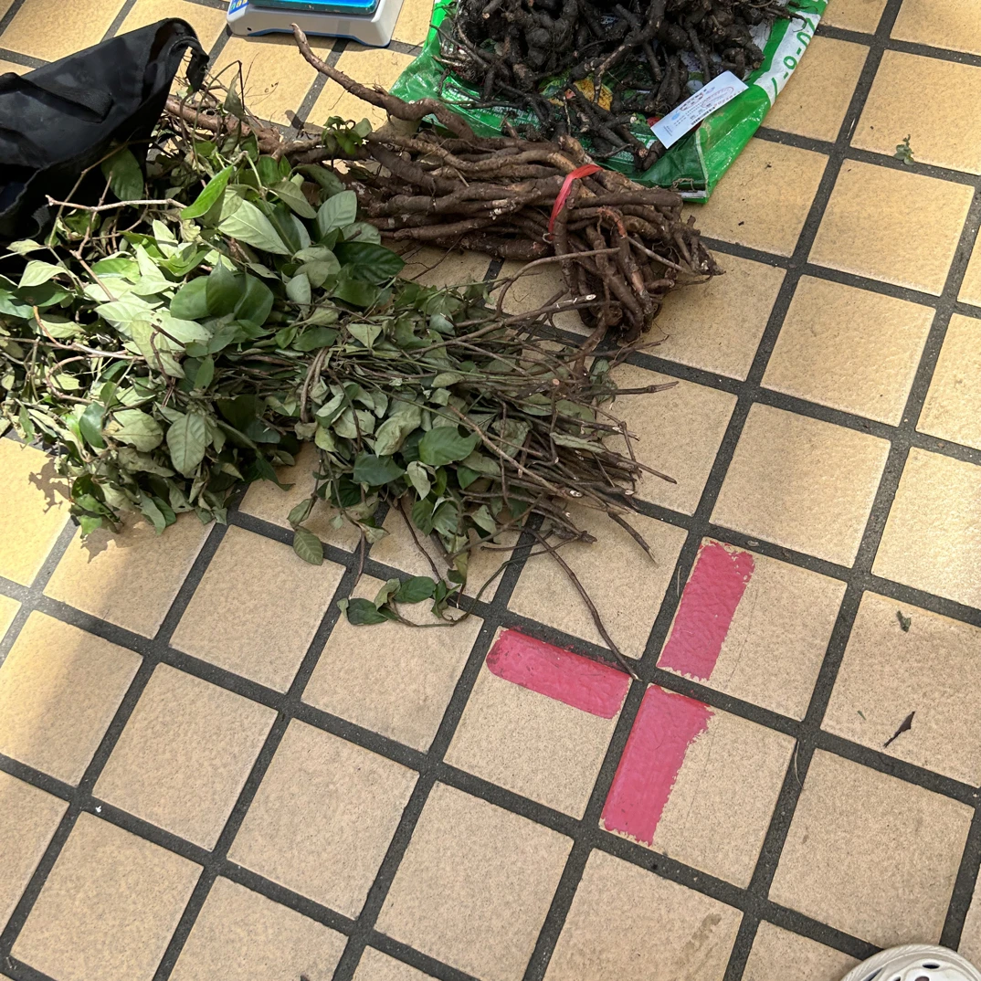 直播间 茯苓甘草 现货青草链接