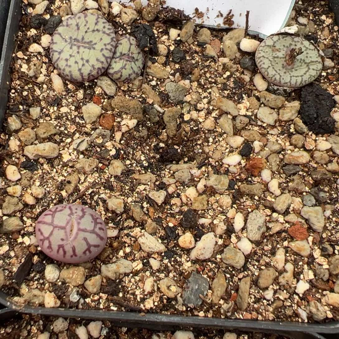 21-54肉锥多肉植物，