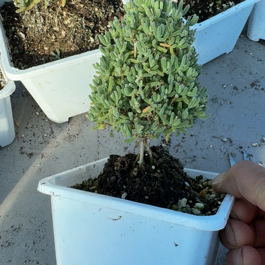 圣诞树冰晶杂带盆带土发