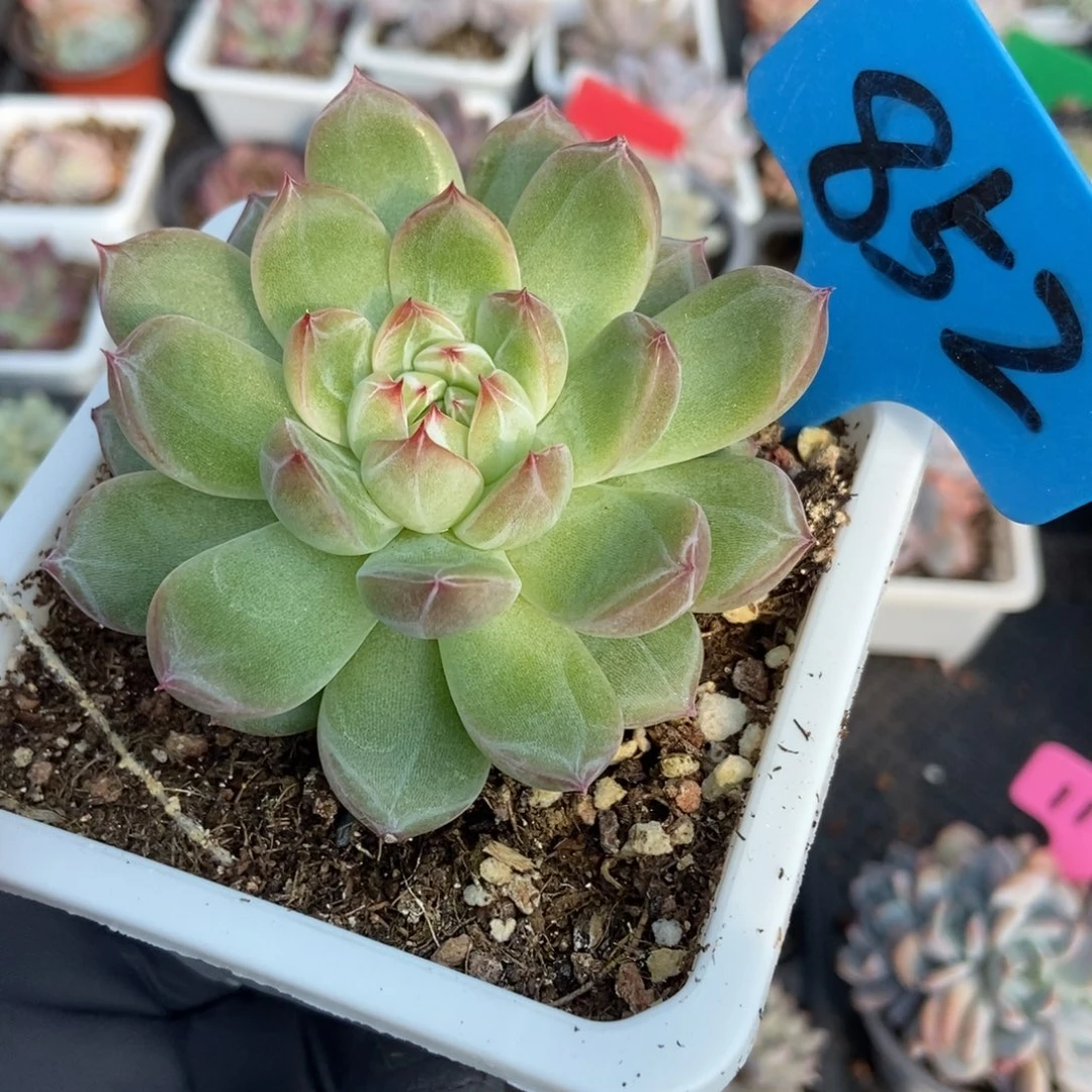 852雪花珍妮多肉植物