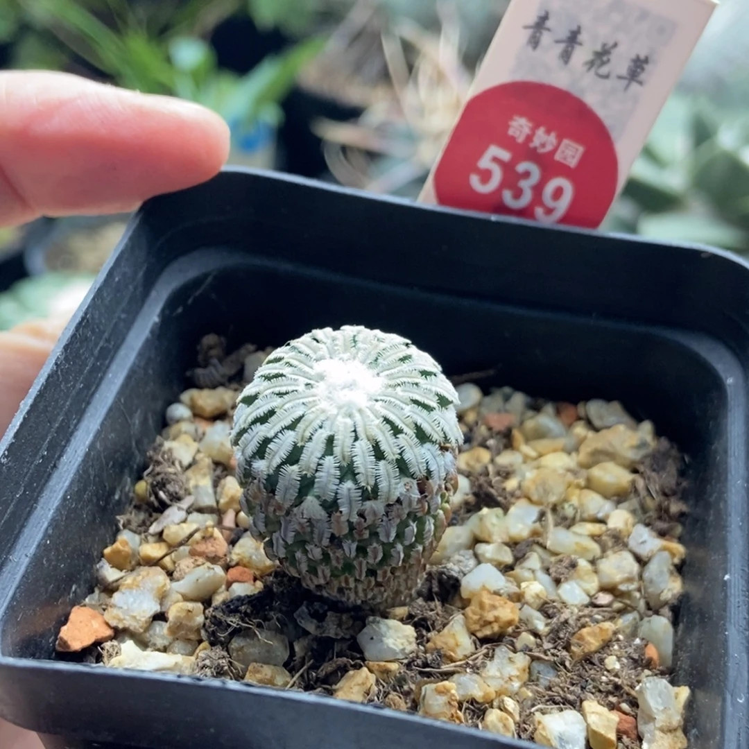 实生雪顶精巧殿侧面有斑2.1cm