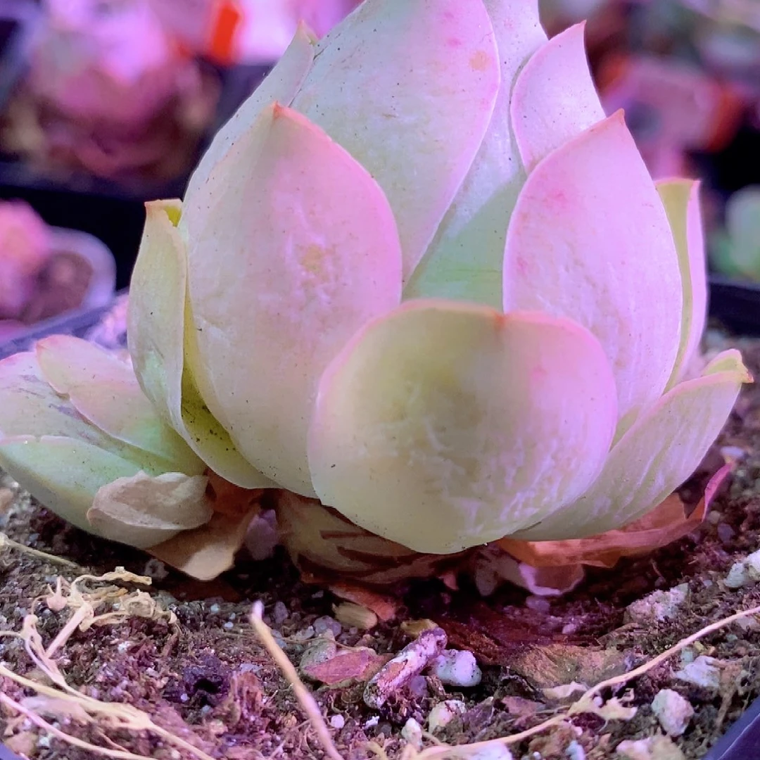 山地玫瑰一物一拍003桃