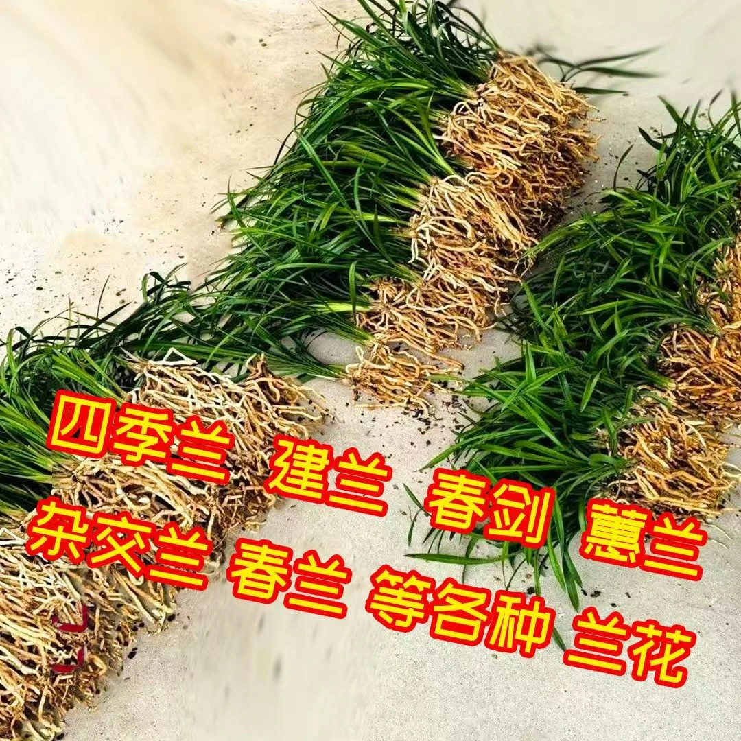 5个品种一物一拍四季兰建兰春剑惠兰杂交兰春兰等人工种植兰花