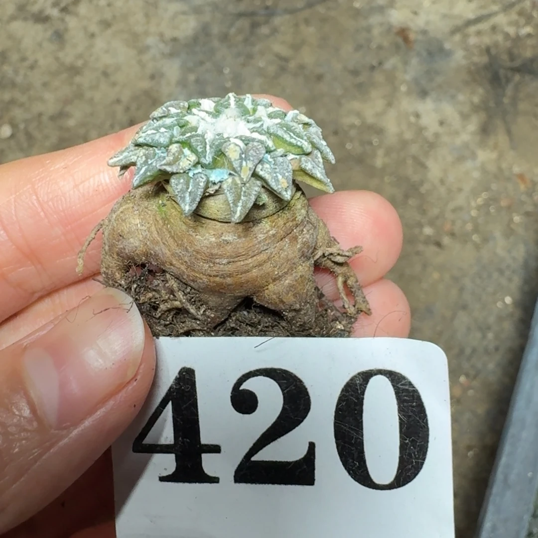 姬牡丹一物一拍多肉植物