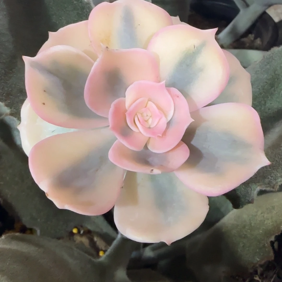双子座锦 多肉植物锦