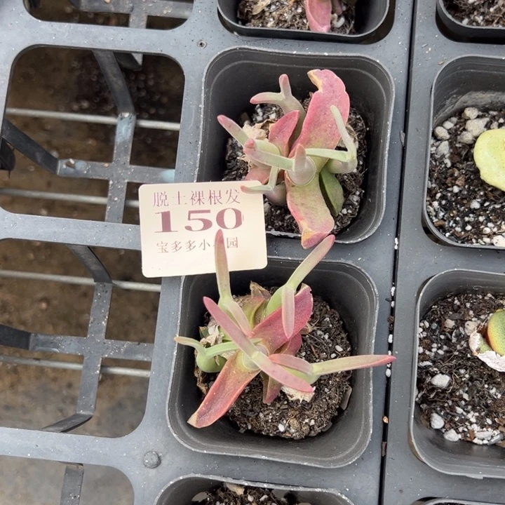 山怪奇鸟4颗量拍多肉满20包邮