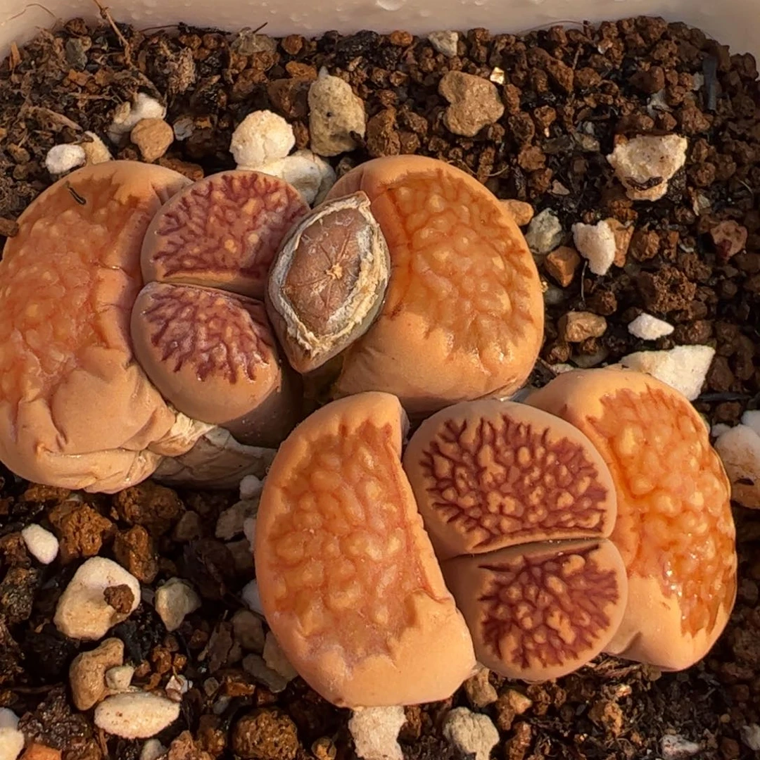 血管菊带盆多肉植物百科