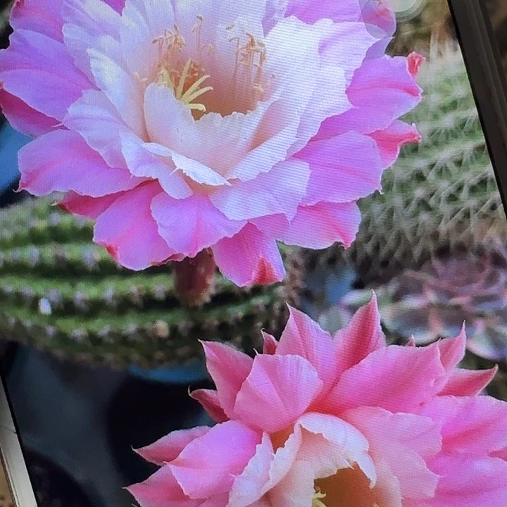 奈何之花侧芽5公分高金妞